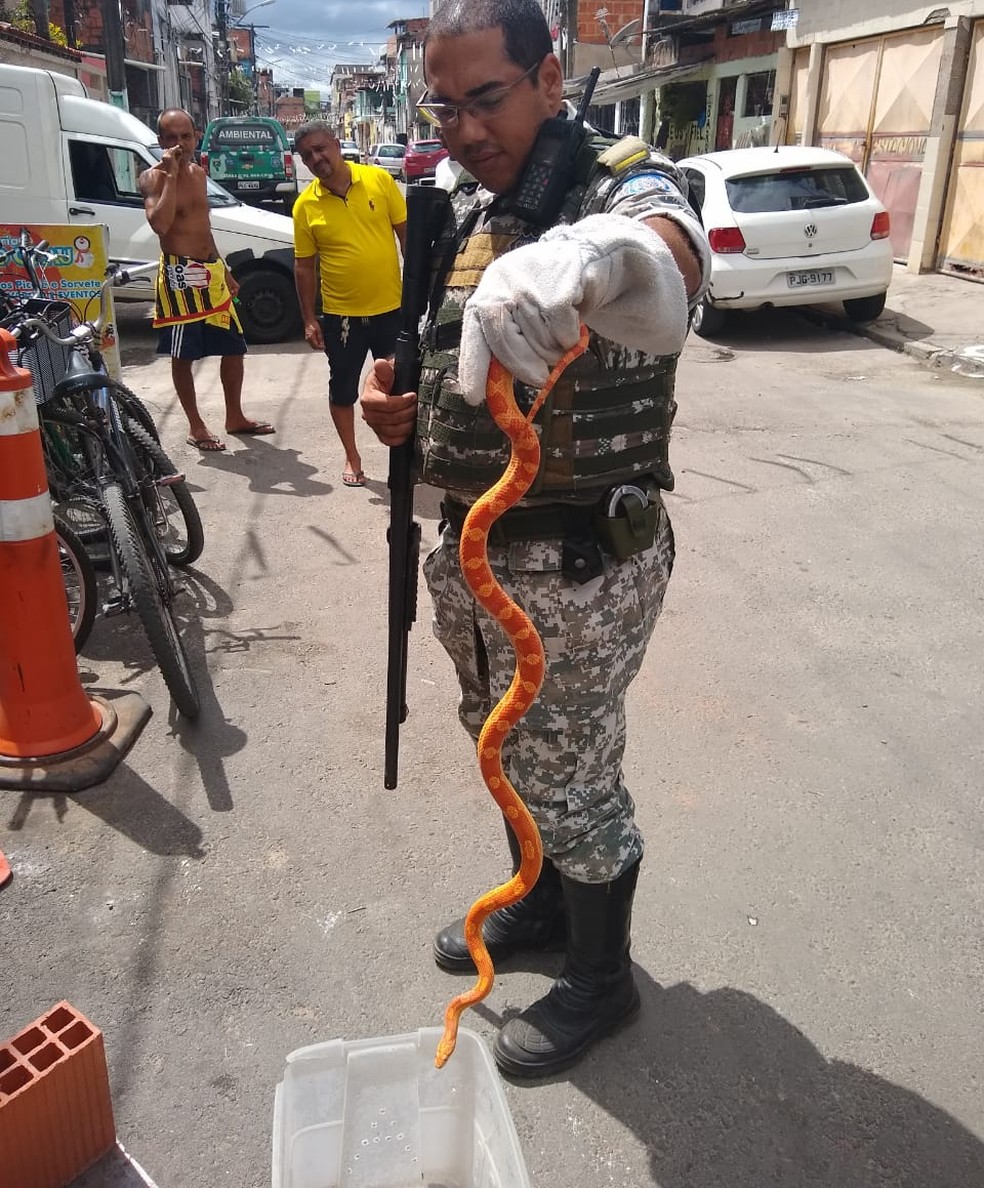 Cobra exótica é encontrada no bairro do Uruguai, em Salvador — Foto: Divulgação/ Guarda Municipal