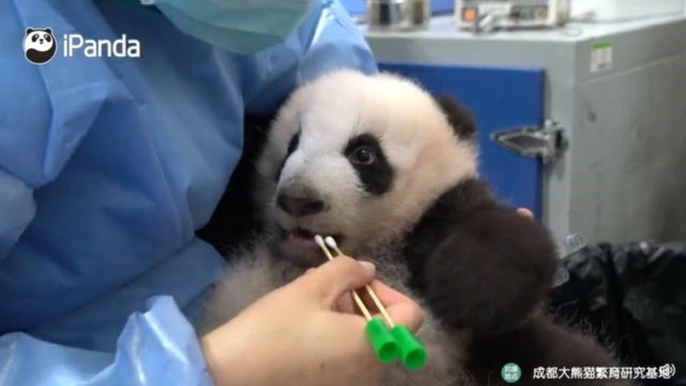 Até pandas foram testados para covid-19 — Foto: IPANDA