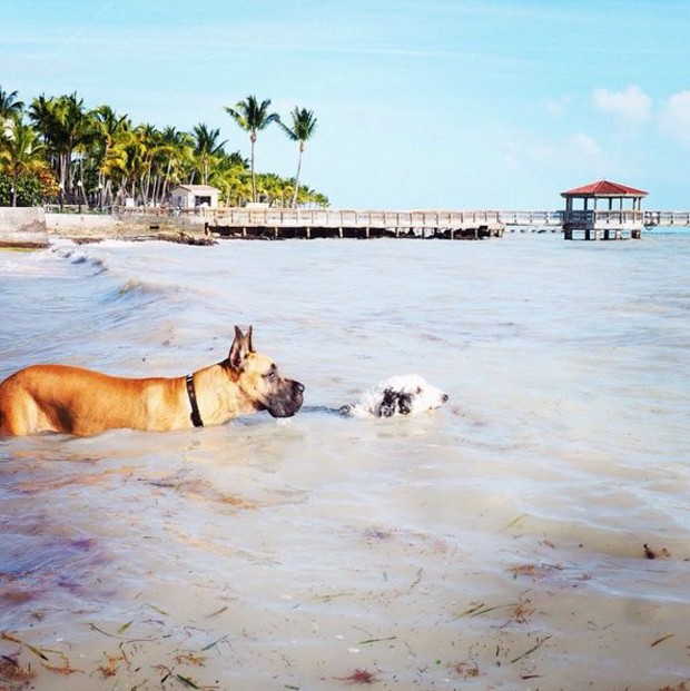 Key West: um roteiro pela cidade ideal para se divertir com seu pet (Foto: Thinkstock e Divulgação)