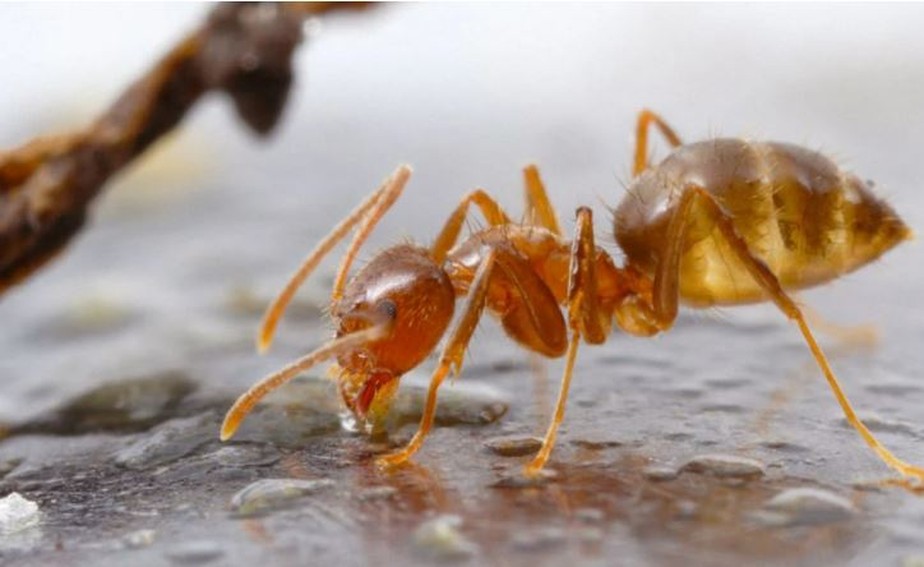 Formigas malucas no Texas, EUA