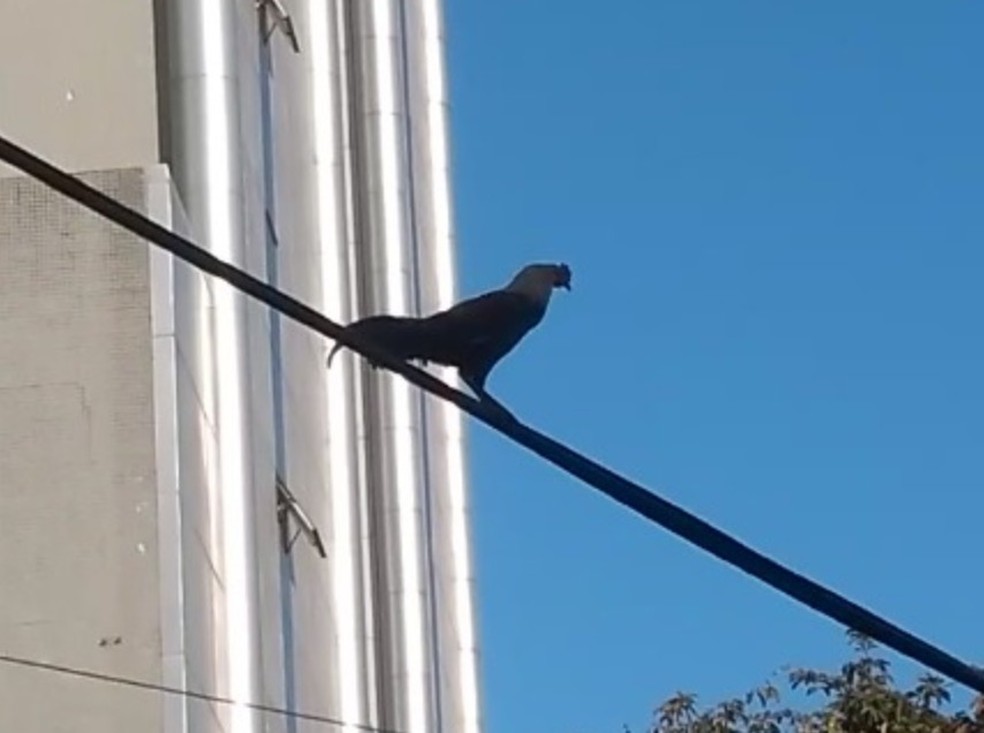 Moradores adotam galo 'fugitivo' como mascote no bairro do Gonzaga em Santos — Foto: Arquivo Pessoal