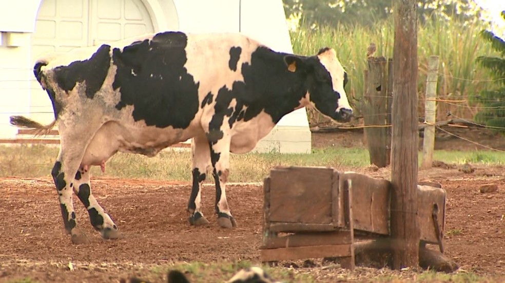 Animal de fazenda com produção de leite em Viradouro (SP) (Foto: Reprodução/EPTV)