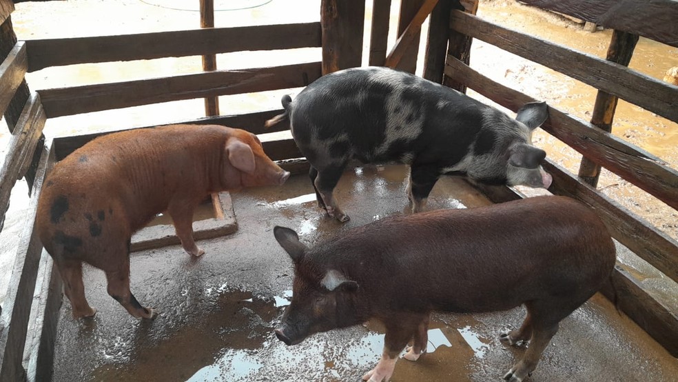 Três porquinhos de volta ao cercado após forte chuva em Bias Fortes (MG) — Foto: Maria Clara Sales/Arquivo pessoal