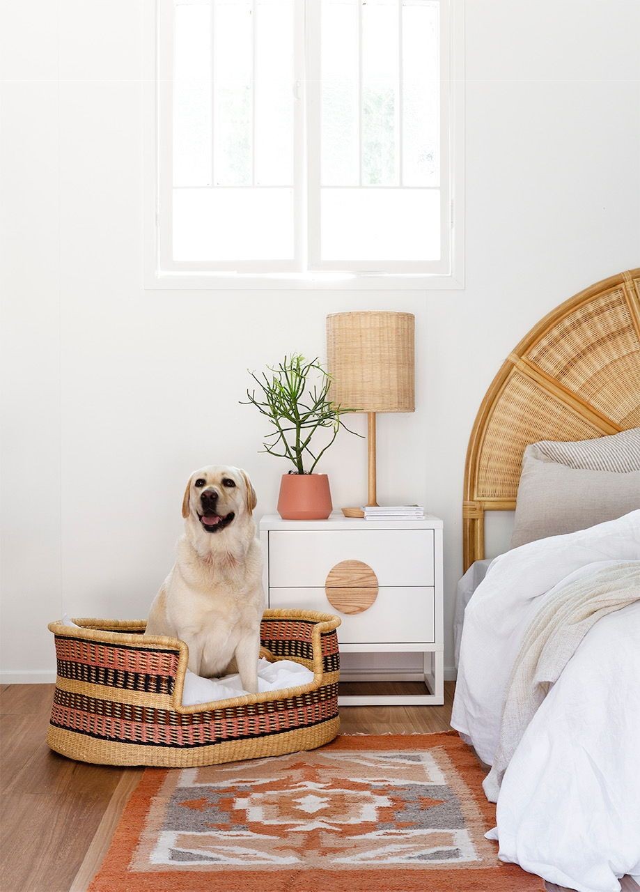 Como garantir o bem-estar e gastar a energia do cachorro em casa? (Foto: Pinterest)