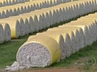 Agricultores planejam reduzir área com algodão em propriedades de MT