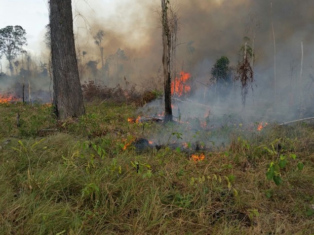 Incêndio atingiu área de floresta na região Sul do estado (Foto: Luismar Souza/Ibama/Divulgação)