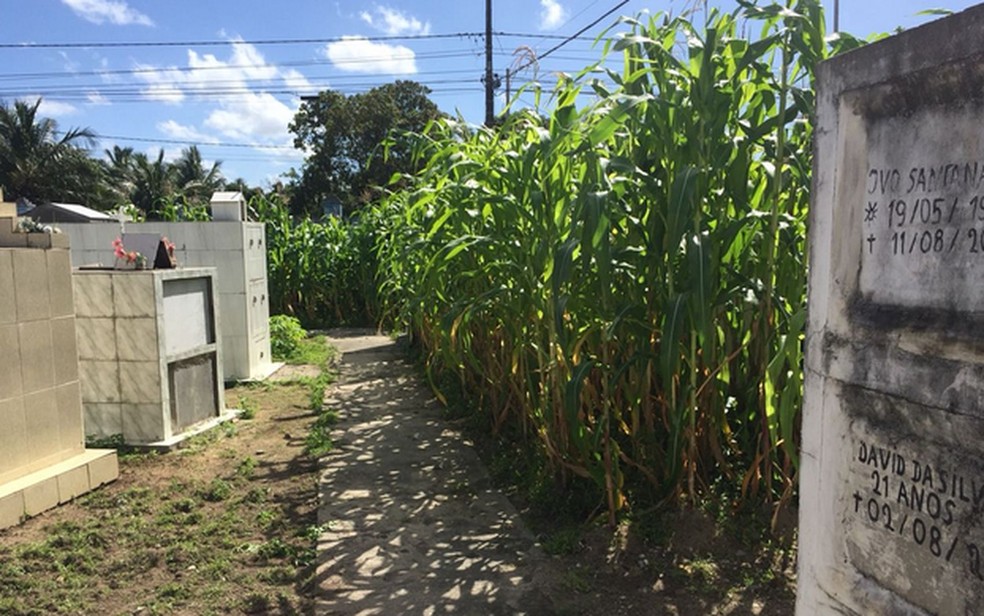 Planta&ccedil;&atilde;o de miho ocupa um grande espa&ccedil;o do cemit&eacute;rio (Foto: Paulo Henrique/TV Sergipe )