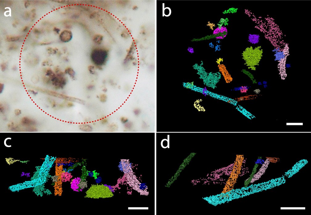 Análise de fóssil encontrado em formação rochosa por microscopia ótica (a) e nas demais com a tecnologia de raio-X no acelerador suíço, em diferentes planos — Foto: Lara Maldanis