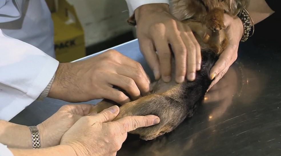 Tutores devem massagear mamas dos animais e procurar veterinário se encontrar alteração (Arquivo) — Foto: Reprodução/RBS TV
