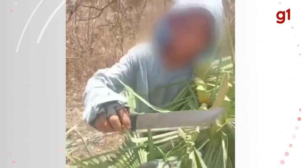 Criança de 11 anos é flagrada trabalhando com facão no interior do Ceará. — Foto: Reprodução