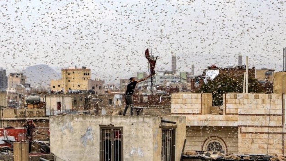 Os insetos podem causar muitos problemas aos seres humanos — Foto: Getty Images/BBC