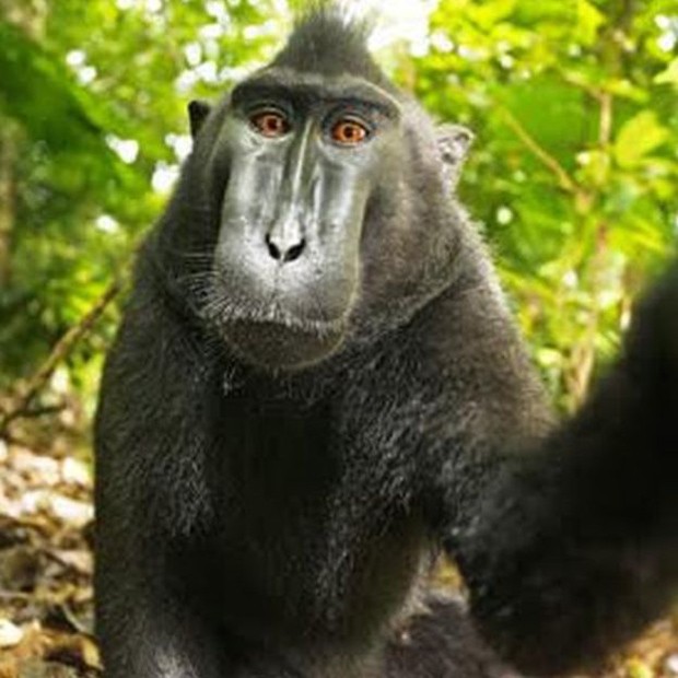 Macaco não tem direitos autorais sobre selfie, diz Justiça dos EUA