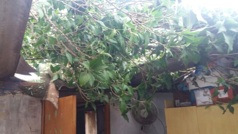 Árvore caiu em casa e feriu uma criança de 9 anos em Bauru (Foto: Arquivo Pessoal)