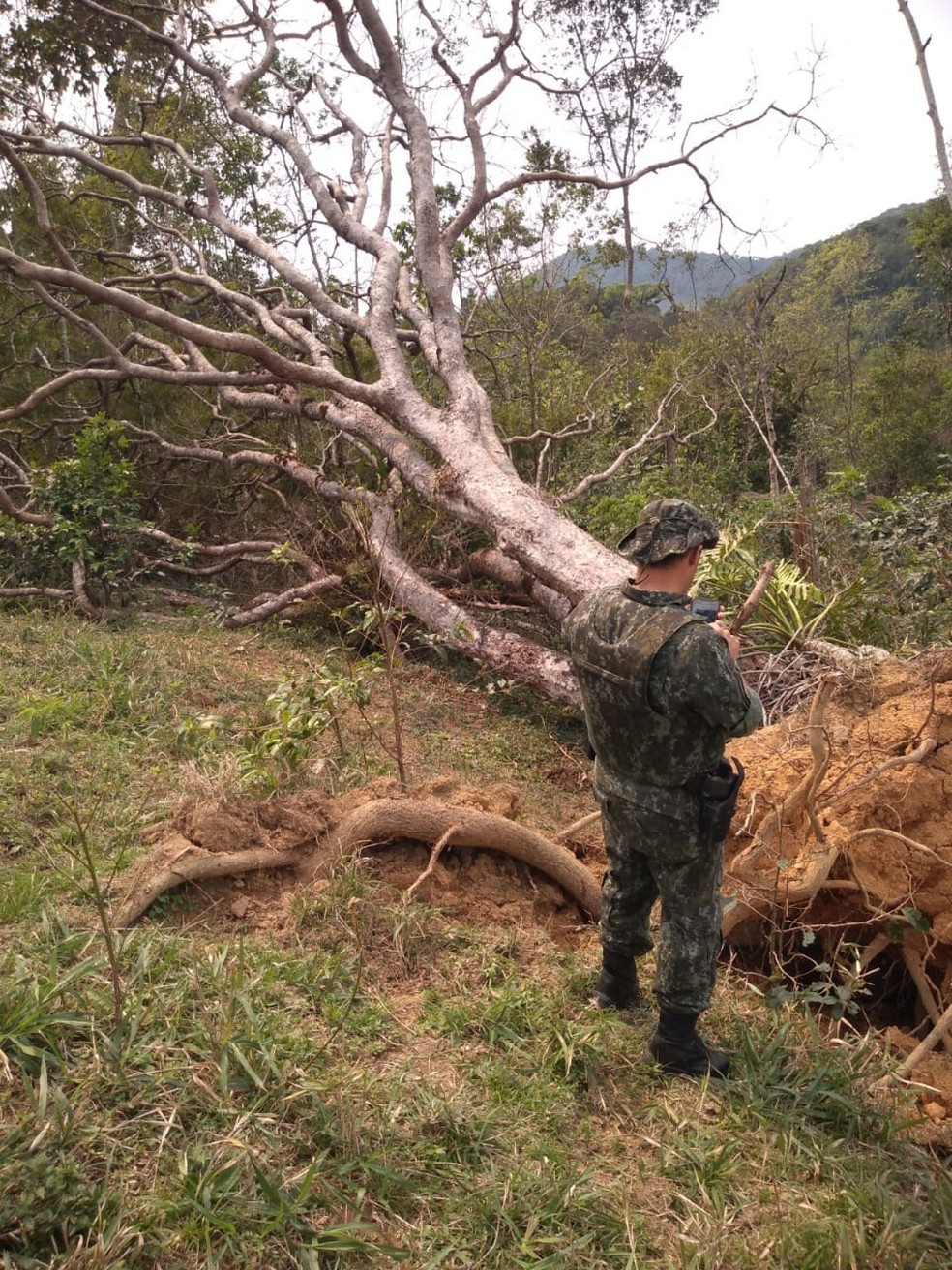 Em 2019, foram identificadas 559 áreas com mais de 5,4 mil hectares desmatados sem autorização dos órgãos públicos — Foto: Divulgação/Polícia Ambiental do Paraná