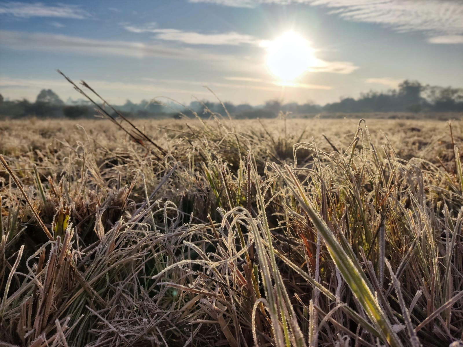 FOTOS: com temperaturas abaixo de zero, regiões do RS amanhecem cobertas de geada