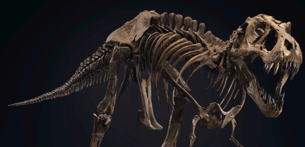 Esqueleto de T-Rex será leiloado por pelo menos R$ 31 milhões (Foto: Divulgação)