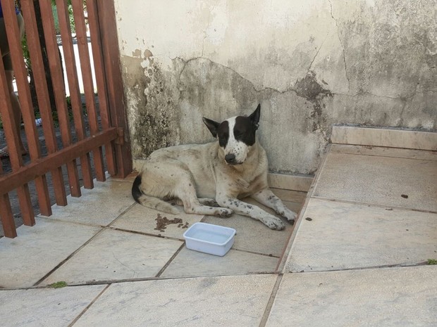 Cachorro do casal sobreviveu ao incêndio e foi acolhido por um vizinho  (Foto: Romeu Neto/ TV TEM)