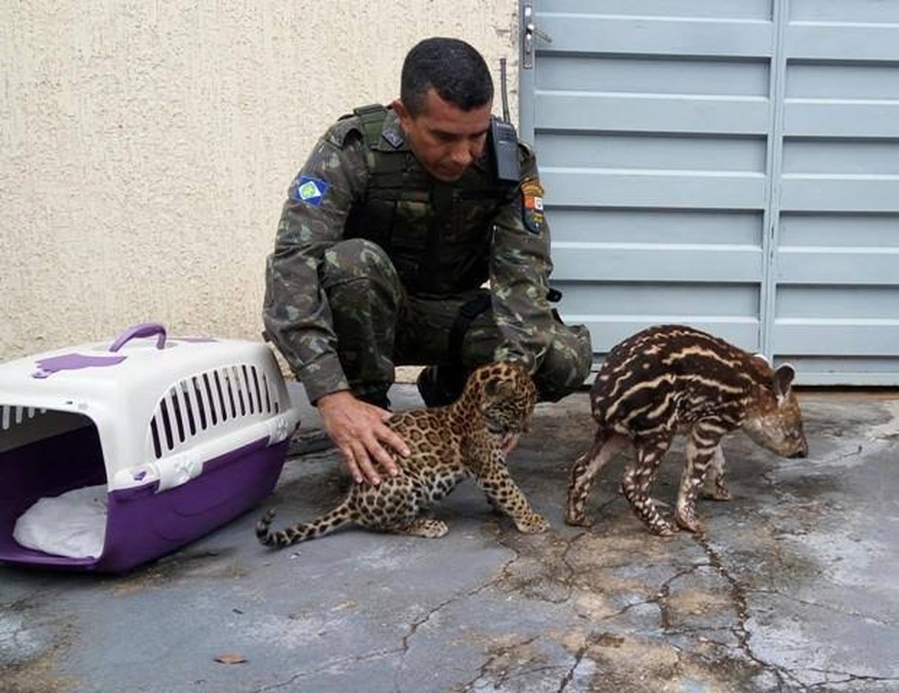 Animais em condições de voltar à natureza são libertados depois de tratados  — Foto: Batalhão Ambiental - PMMT
