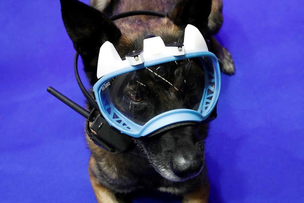O cão policial Fusil demonstra a máscara (Foto: Benoît Tessier/Reuters)