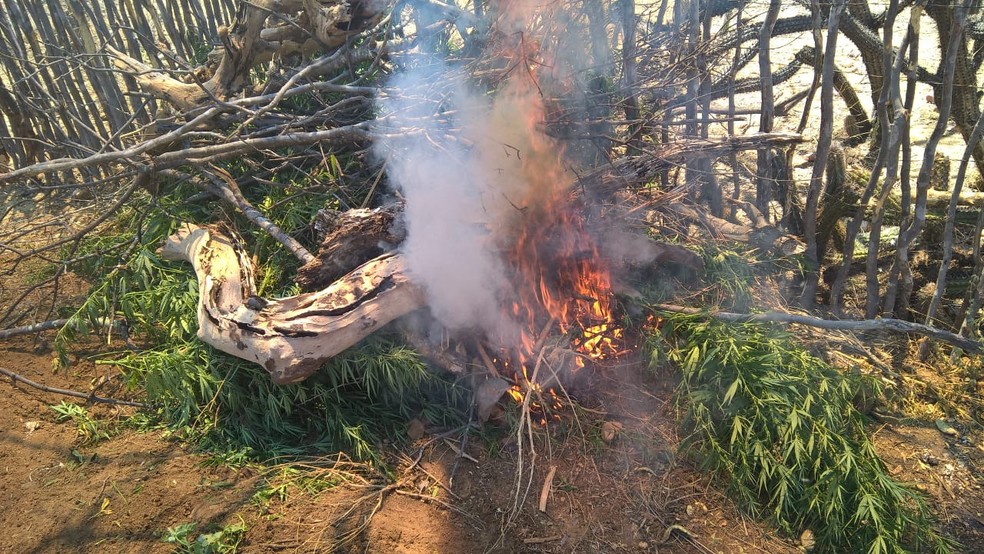 Materia foi erradicado e incinerado em Bet&acirc;nia (Foto: Divulga&ccedil;&atilde;o/PM)