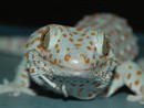 Estudo analisa adesivo
que faz lagartixa grudar (Edward Ramirez/Journal of Experimental Biology) Estudo analisa adesivo
que faz lagartixa grudar (Edward Ramirez/Journal of Experimental Biology)