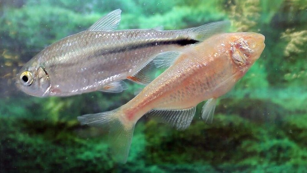 Três partes do genoma destes peixes permitem que eles mesmo 'se curem' â€” Foto: BHF/BBC