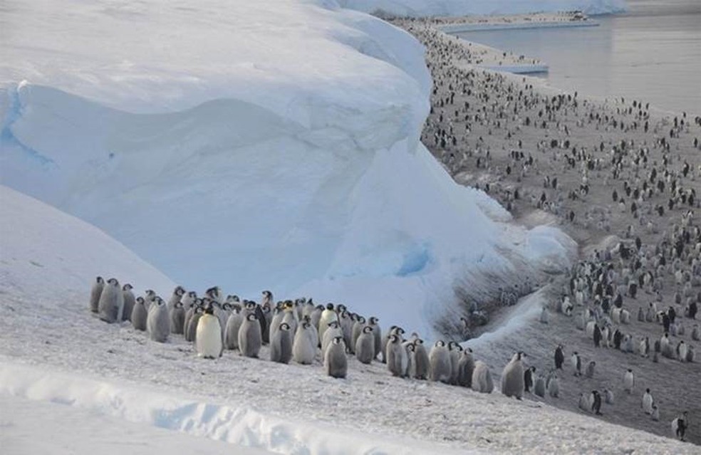 Os pinguins-imperadores precisam de uma plataforma de mar congelado estável para viver — Foto: CHRISTOPHER WALTON