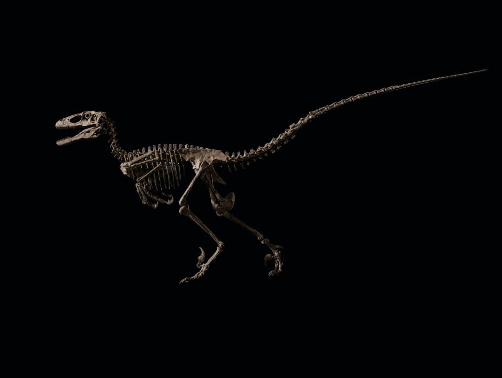 Raro fóssil de Deinonychus, espécie que inspirou a aparência do Velociraptor do Jurassic Park  (Foto: Christie's)