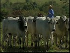 Pecuaristas de MG temem que a seca atrapalhe a reprodução do gado