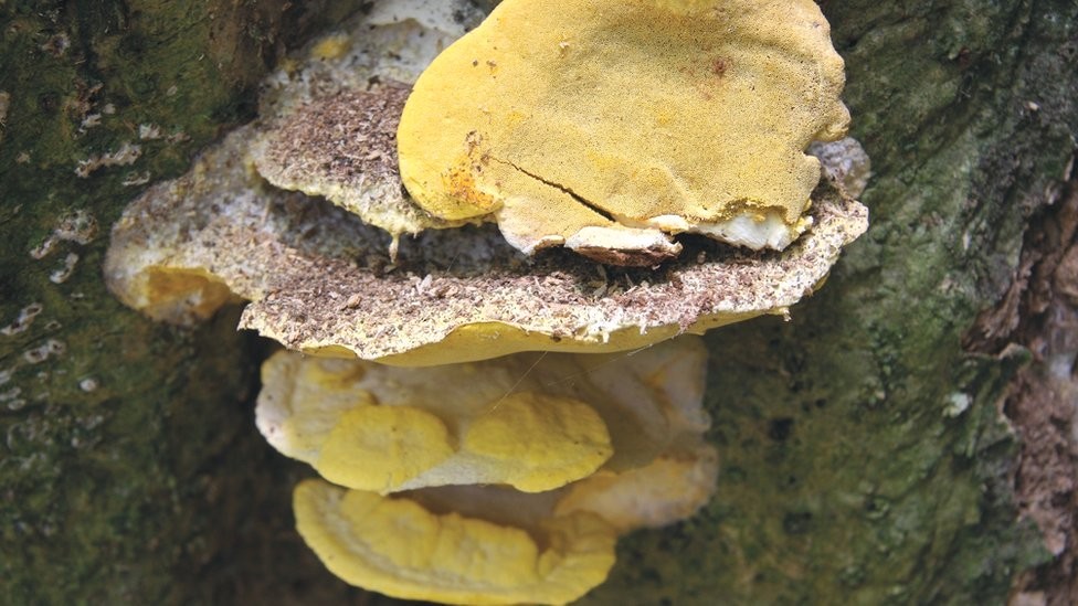 Há fungos de todas as formas e tamanhos (Foto: ROYAL BOTANIC GARDENS, KEW)