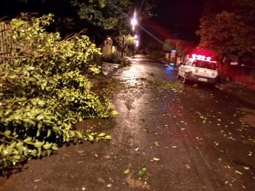 Temporal derrubou árvores em Martinópolis — Foto: Defesa Civil de Martinópolis