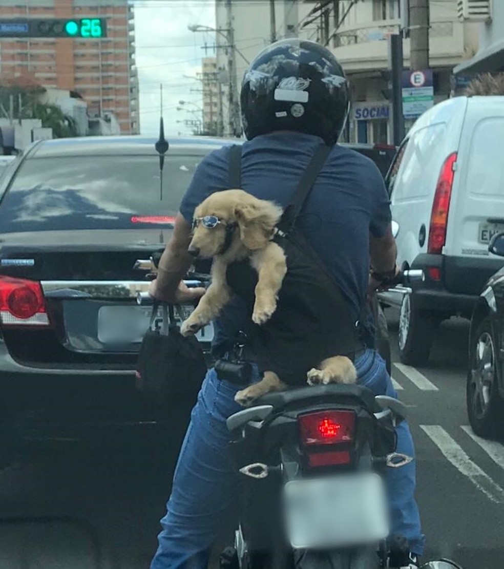 Filhote de cachorro é transportado em mochila na garupa de moto em Rio Preto — Foto: Divulgação/Soraya Pequito 