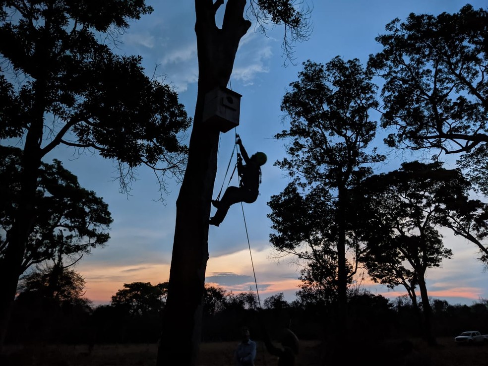 Biólogos monitoram ninhos de araras na fazenda de São Francisco do Perigara, em Barão de Melgaço, a 126 km de Cuiabá — Foto: Instituto Arara Azul