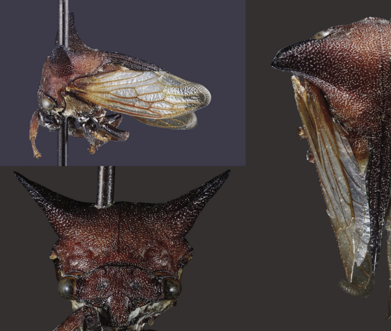 Detalhes de Kaikaia gaga provam que ela não pertence apenas a uma nova espécie, mas também a um novo gênero do inseto (Foto: Brendan Morris/Universidade de Illinois)