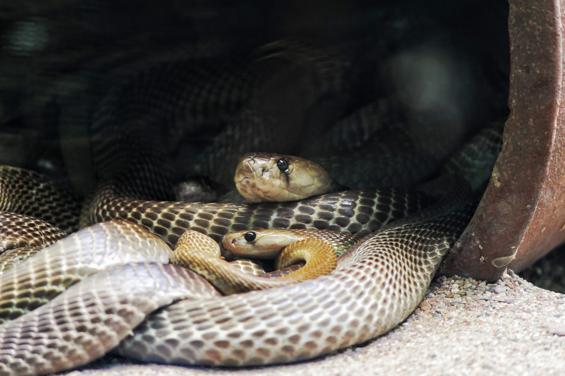 Cientistas observaram que cobras gostam de andar em grupos com outras cobras (Foto: pavan adepu/Unsplash)