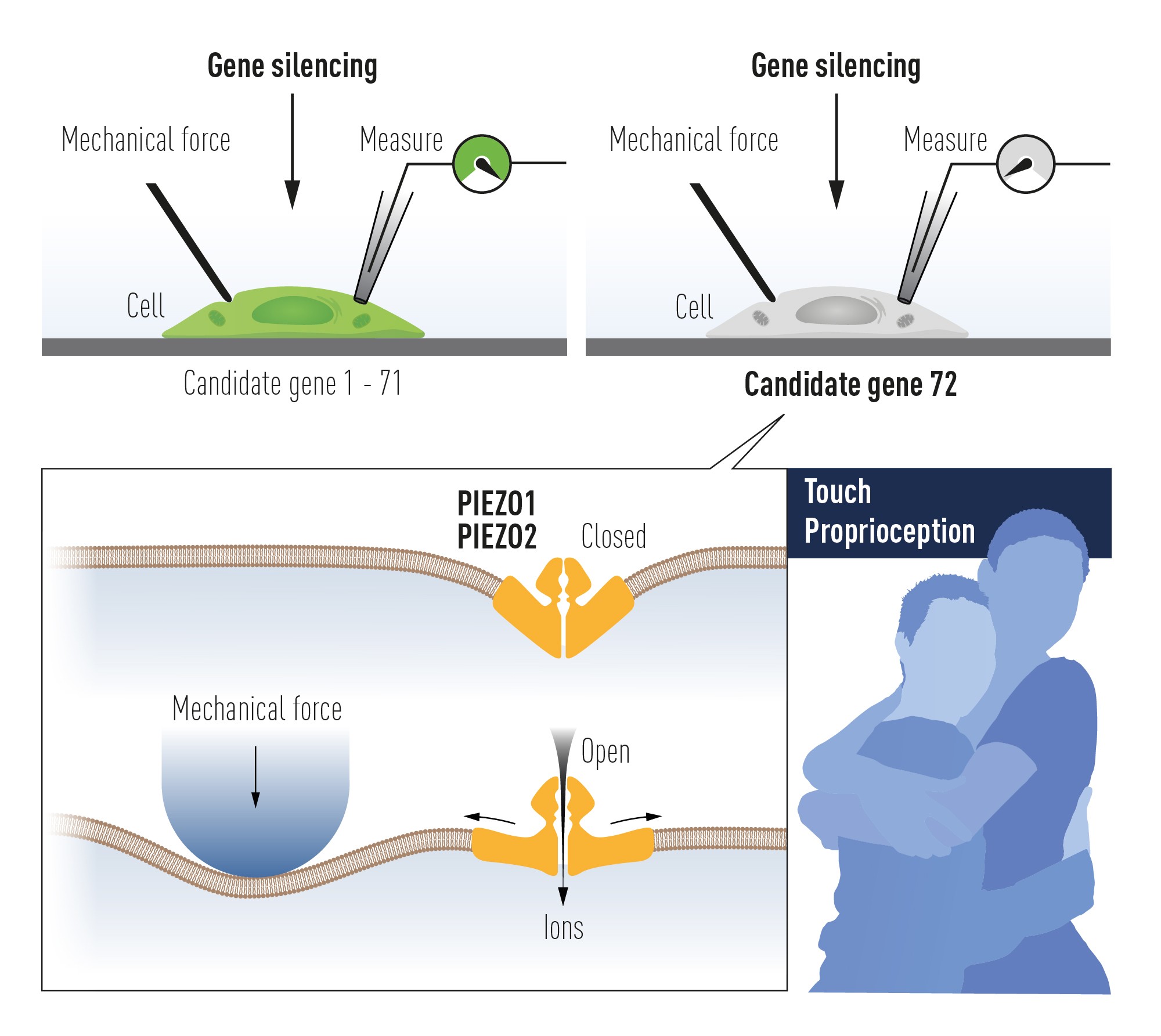 Desenho explica como inativação de genes foi usada para identificar os canais iônicos ativado por força mecânica Piezo1 e Piezo2 (Foto: Nobel Prize/Divulgação)