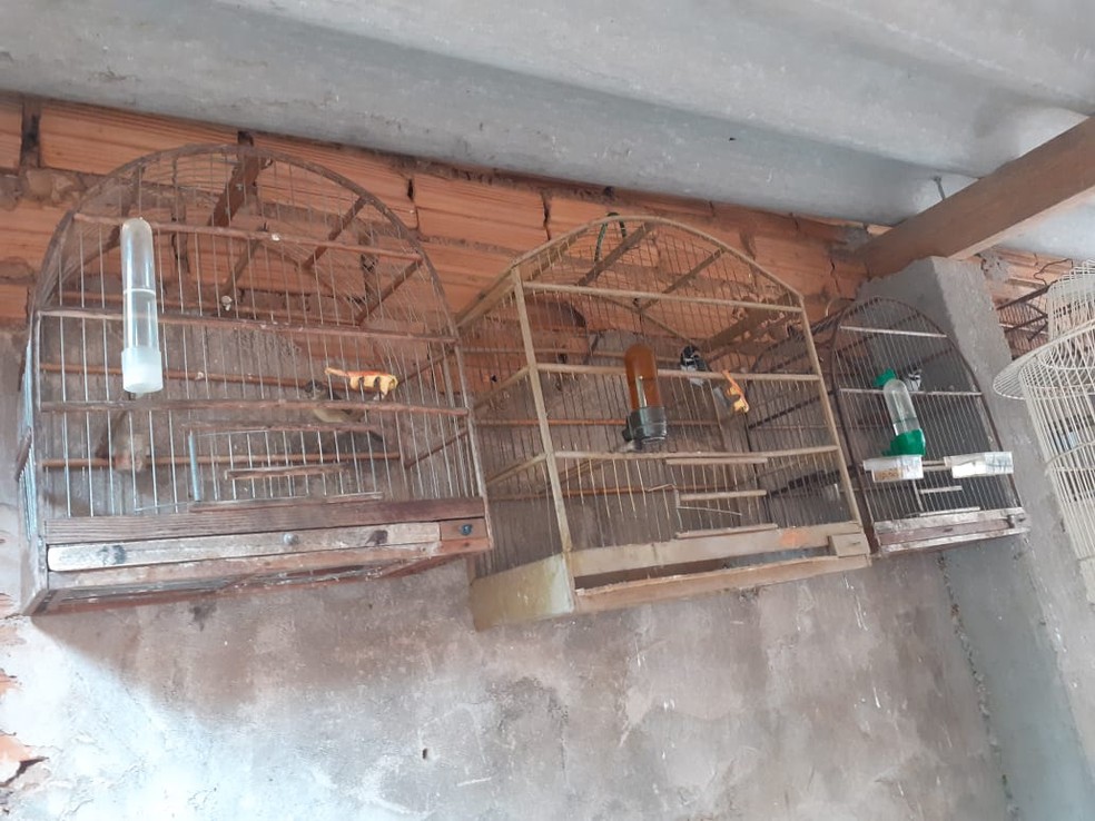 Aves silvestres eram mantidas irregularmente em cativeiro em Presidente Prudente — Foto: Polícia Militar Ambiental