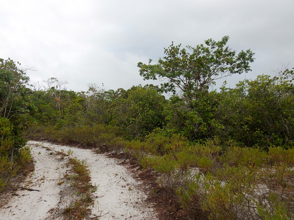 Apesar de sua importância, muçununga é um ecossistema presente na Mata Atlântica ainda pouco conhecido — Foto: Luciano Lima/TG