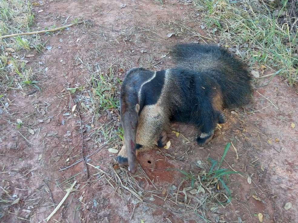 Tamandu&aacute;-bandeira foi resgatado depois de ser atropelado &mdash; Foto: Pol&iacute;cia Ambiental 