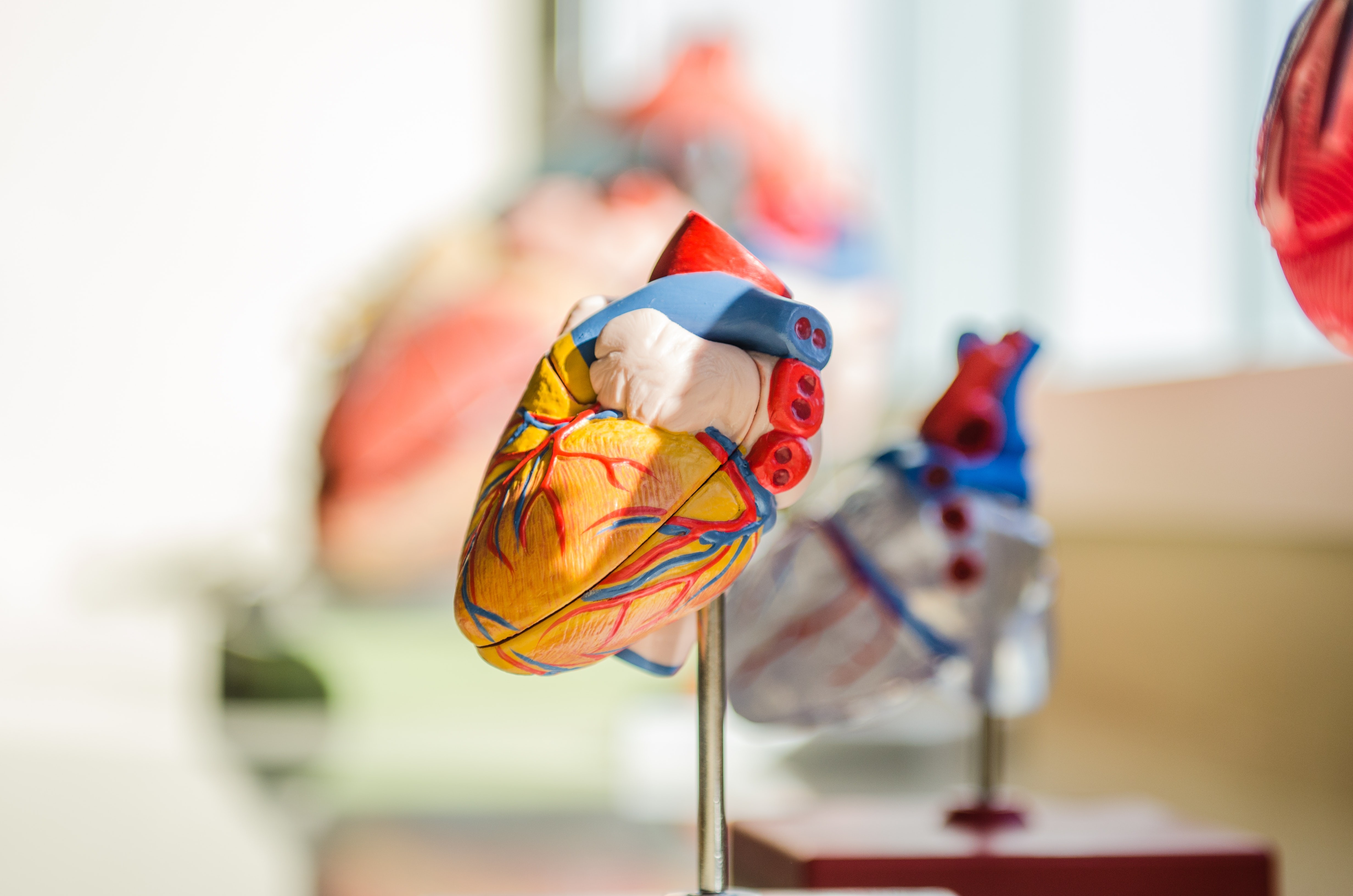 Estudo brasileiro relaciona doença renal hereditária e disfunção cardíaca. Coração, modelo, molde (Foto: Jesse orrico/Unsplash)