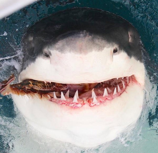 Grande tubarão branco parece sorrir ao ser fotografado na costa australiana (Foto: Reprodução/Twitter/Calypso Star Charter )