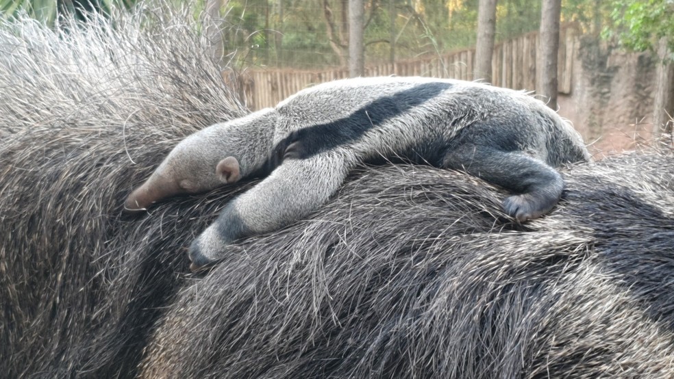Nasce filhote de tamanduá-bandeira em zoológico de Itatiba — Foto: Divulgação/Zooparque Itatiba