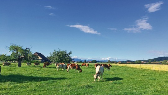 Suíça confirma caso atípico de mal da vaca louca em animal de 12 anos