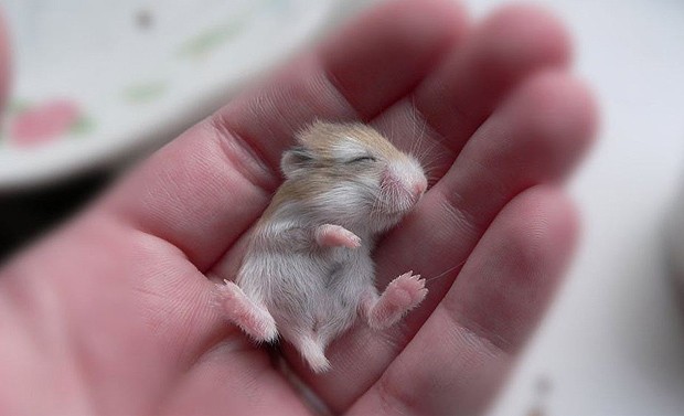 O pequenos hamster dorme na mão de uma pessoa  (Foto: Marjolein/onebigphoto.com)