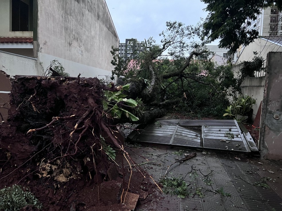 Árvore caiu e destruiu muro de casa em Maringá — Foto: Marcia Noriko Yokoyama/Arquivo Pessoal