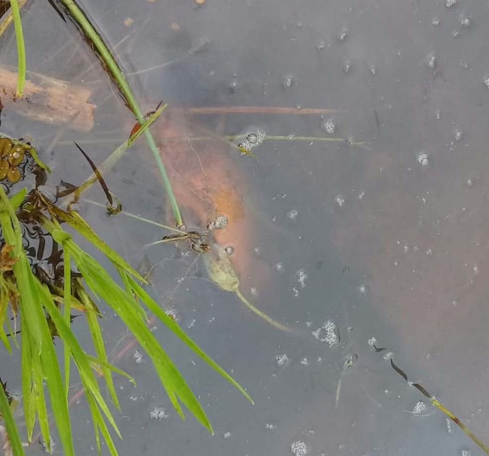 Fiscalização constatou borbulhas no lago — Foto: Divulgação