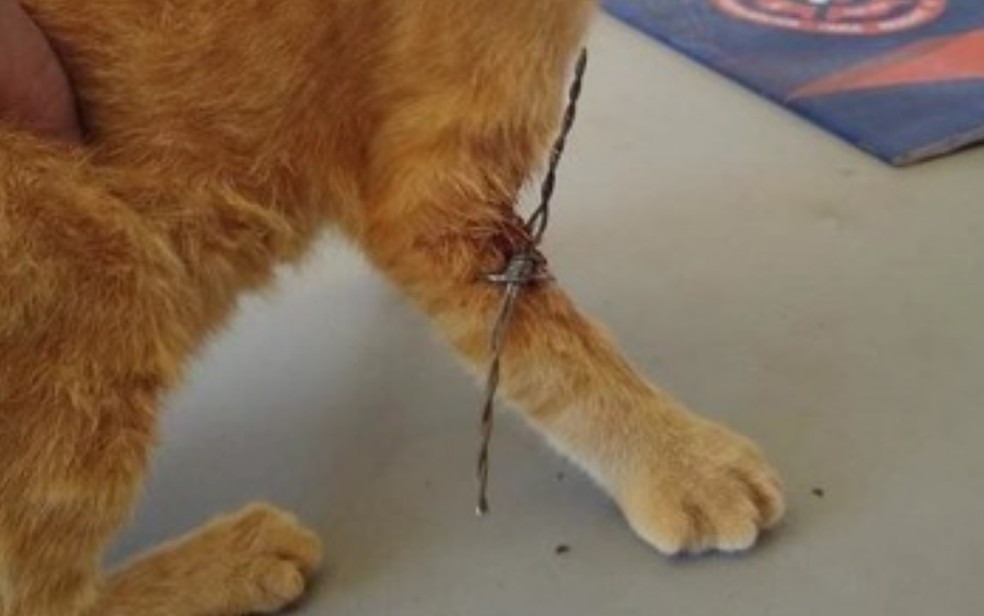 Arame na pata de gato, em Ipameri, Goiás — Foto: Corpo de Bombeiros/Divulgação
