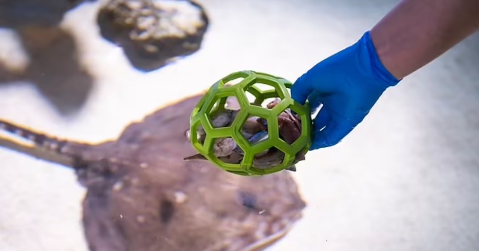 A bola de futebol - que é recheada com comida - estimula mentalmente os animais, segundo a equipe — Foto: Divulgação