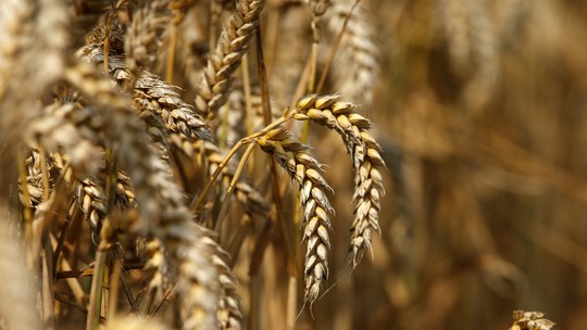 Exportações de grãos da Ucrânia caíram 27% na temporada 2022/23
