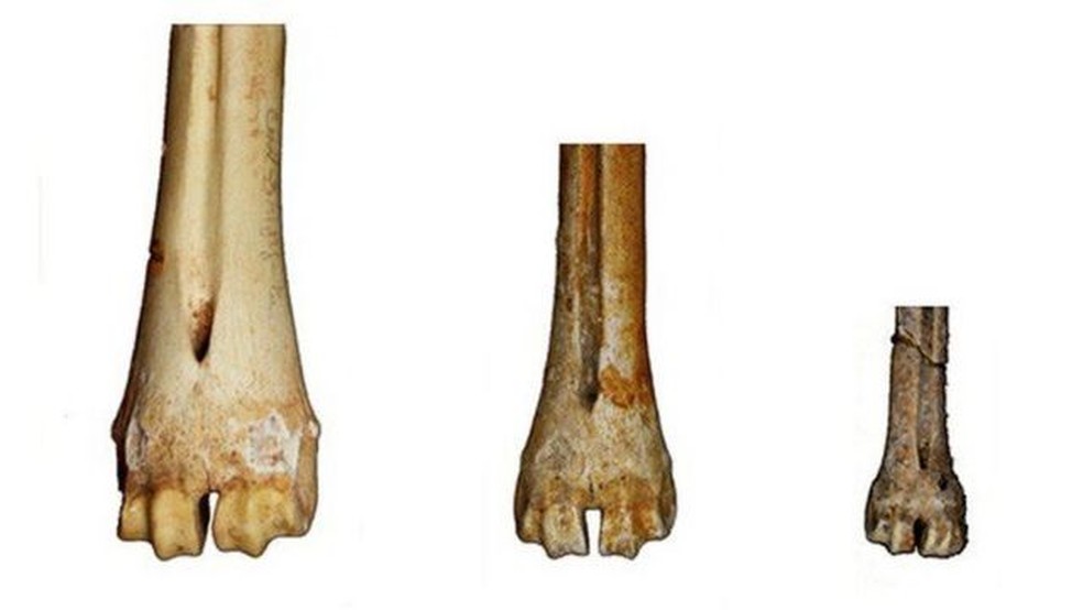 Os ossos de veado-vermelho na coleção do Museu de História Nacional do Reino Unido mostram variabilidade nos tamanhos dos corpos ao longo dos milênios — Foto: NHM